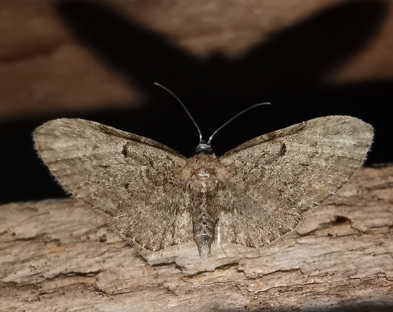 Eupithecia tenuiata - sötétszegélyű törpearaszoló