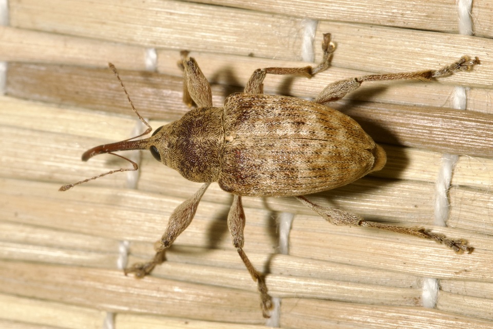 Curculio elephas - gesztenyezsuzsóka