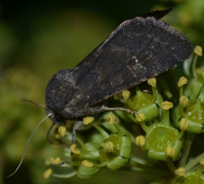 Aporophyla lutulenta - sziki őszibagoly