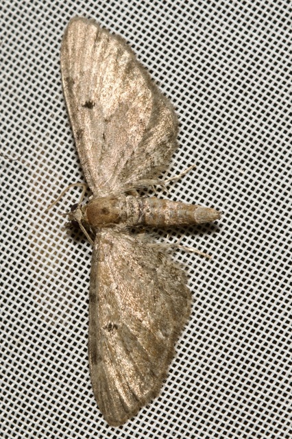 Eupithecia absinthiata - üröm-törpearaszoló