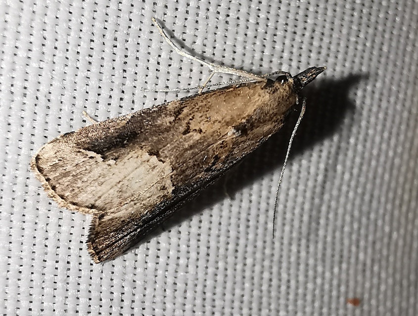 Schrankia costaestrigalis - keskenyszárnyú karcsúbagoly