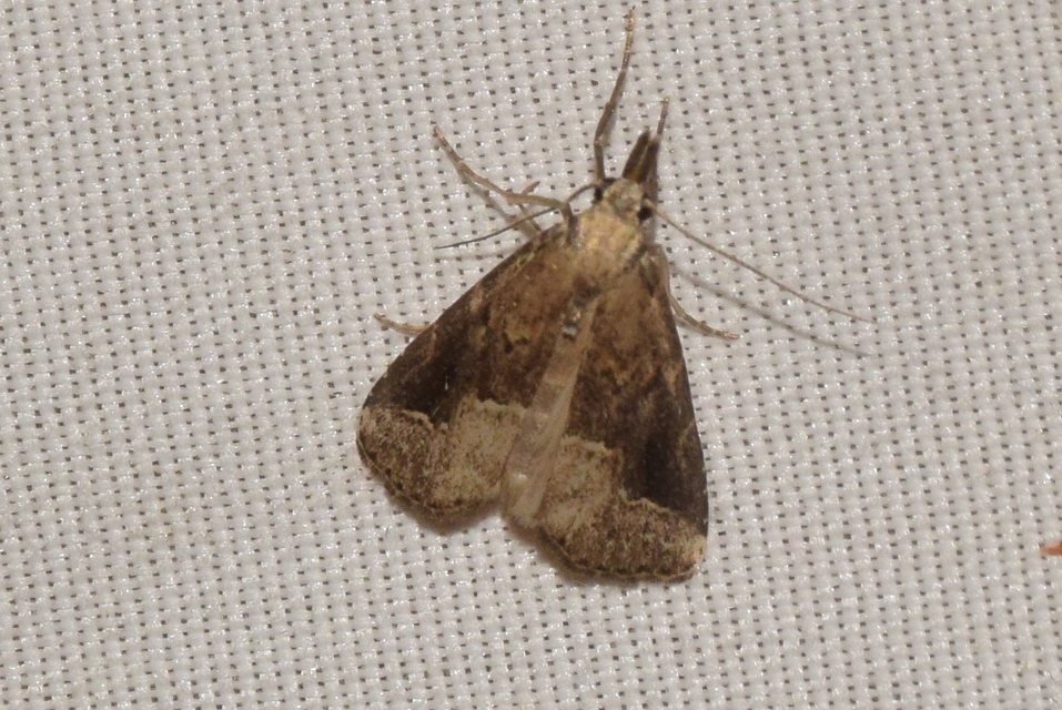 Schrankia costaestrigalis - keskenyszárnyú karcsúbagoly