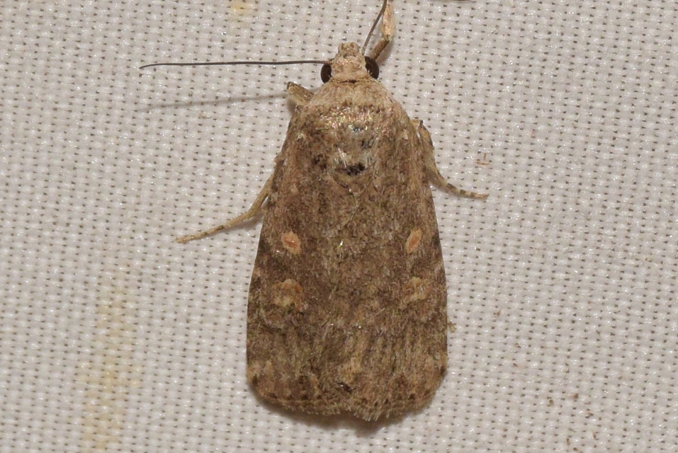 Spodoptera exigua - apró jegyesbagoly