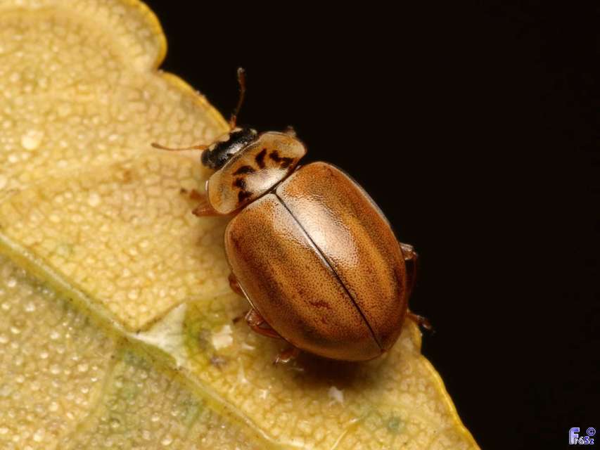 Aphidecta obliterata - sárga katica