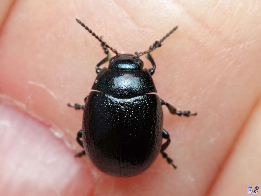 Chrysolina haemoptera - mezei levélbogár