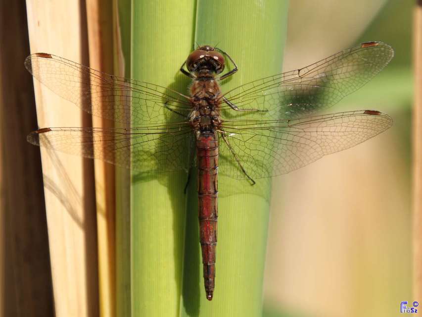 Sympetrum vulgatum - barkós katona-szitakötő