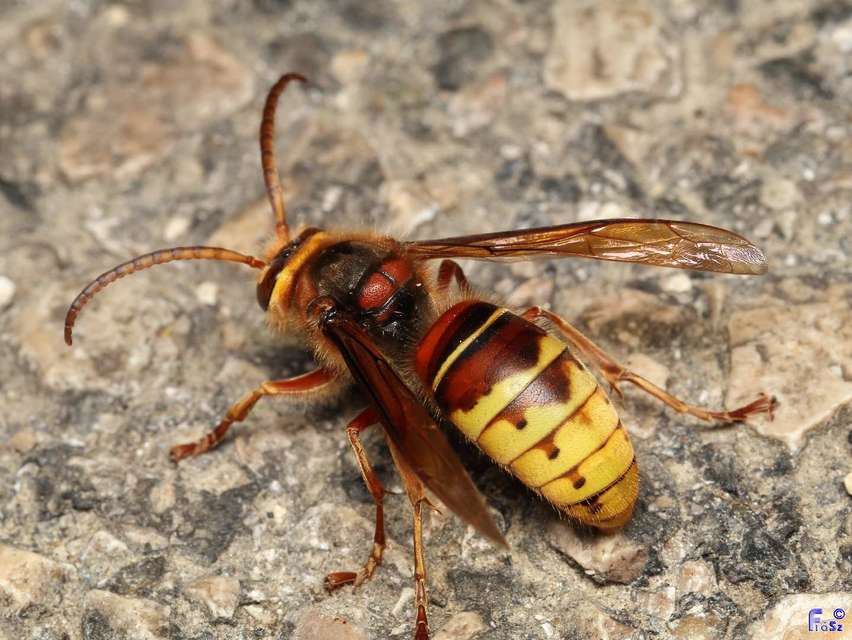 Vespa crabro - lódarázs