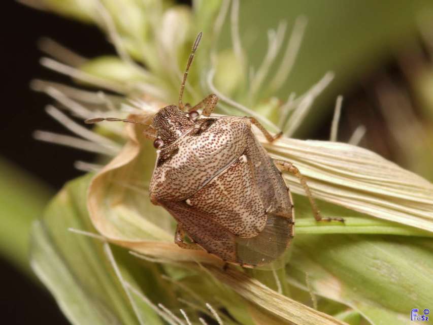 Eysarcoris ventralis - fakó feketefejű-poloska Eysarcoris ventralis - fakó feketefejű-poloska