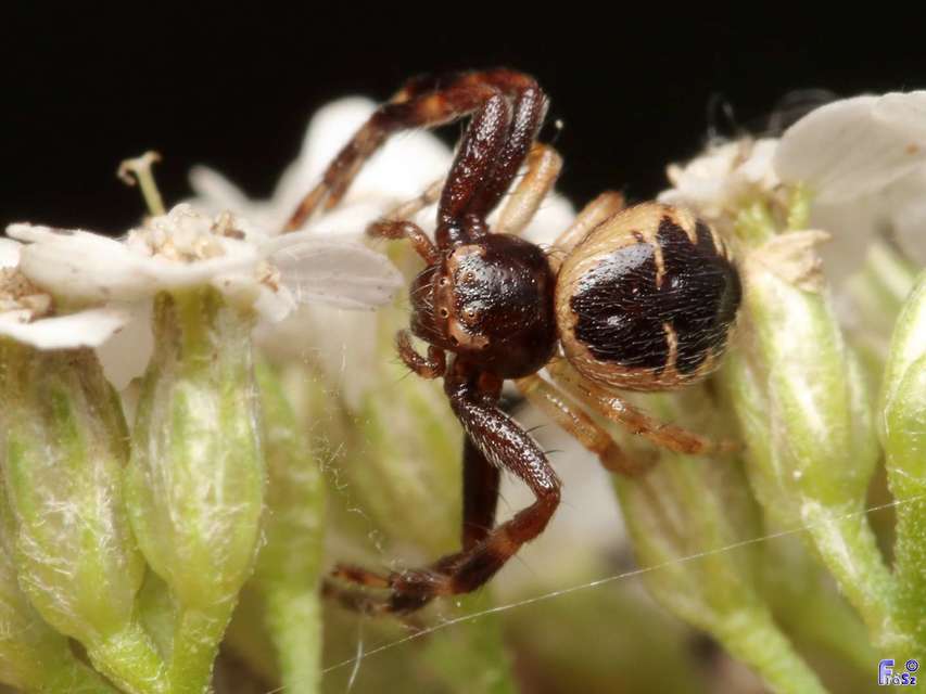 Synema globosum - fekete-sárga karolópók