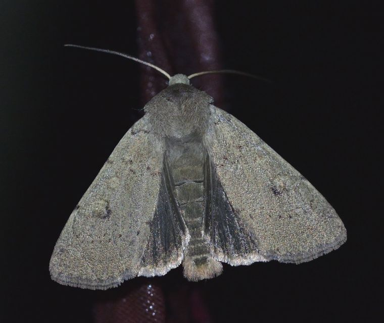 Xestia castanea michaeli - csarabos fűbagoly