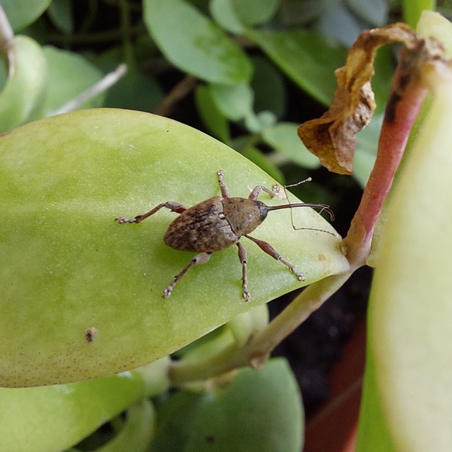 Curculio glandium - tölgymakkzsuzsóka