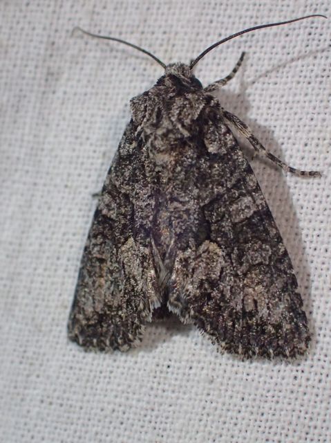 Dryobotodes monochroma - szürke tölgybagoly
