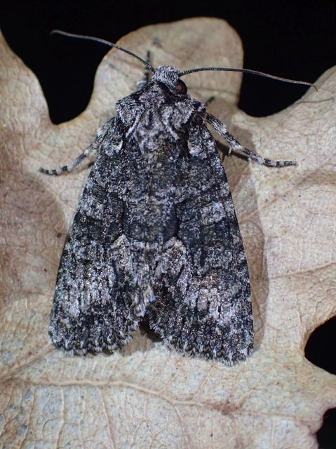 Dryobotodes monochroma - szürke tölgybagoly