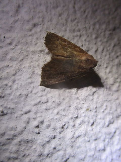 Atethmia ambusta - körtebagoly
