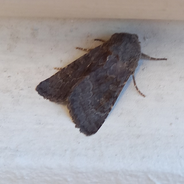 Aporophyla lutulenta - sziki őszibagoly