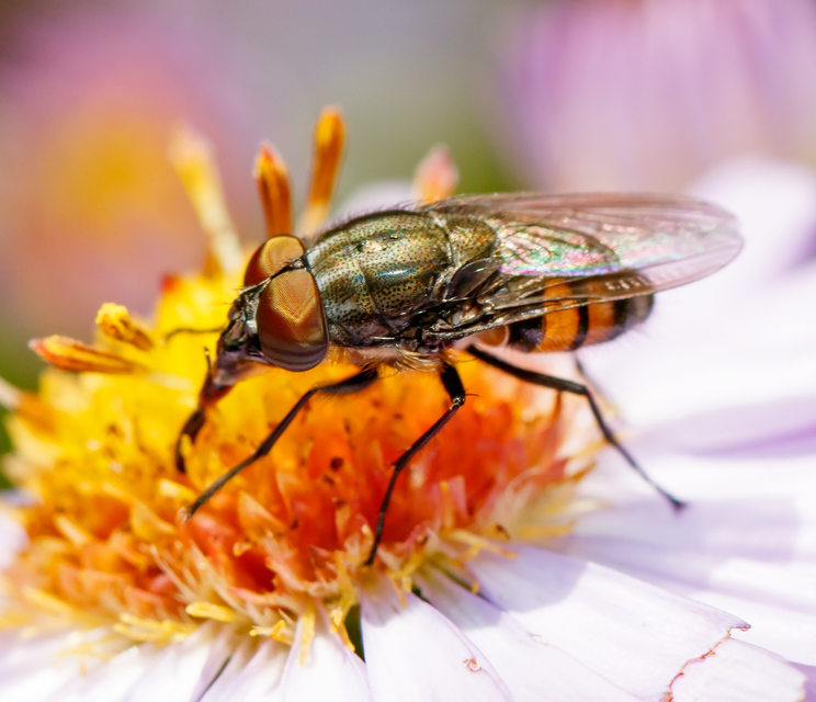 Stomorhina lunata - sáskaparazita légy