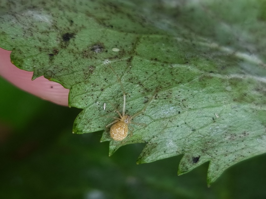 Theridion