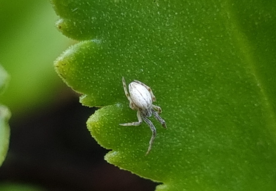 Uloborus walckenaerius - derespók