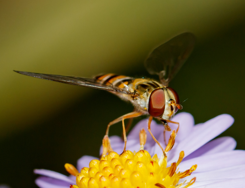Episyrphus balteatus - ékfoltos zengőlégy