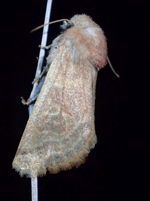 Episema tersa - hármasjegyű liliombagoly