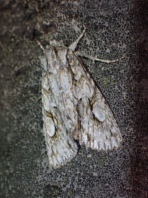 Meganephria bimaculosa - kétfoltos szilbagoly