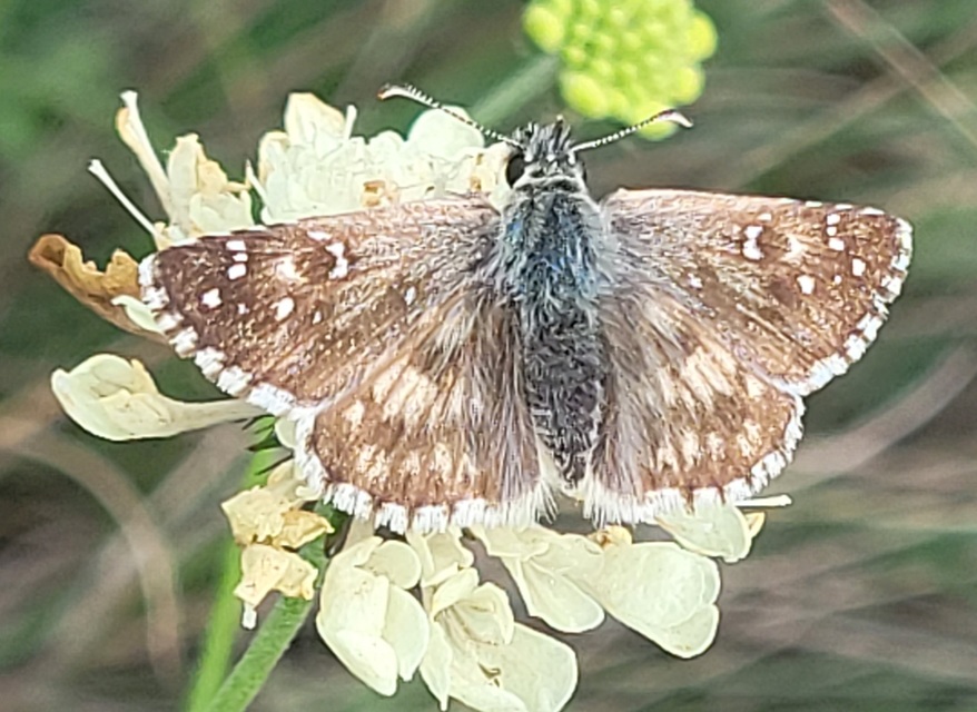 Pyrgus armoricanus - feles busalepke