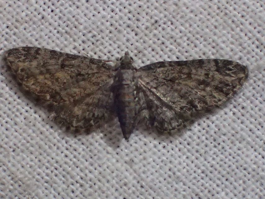Eupithecia inturbata - juhar-törpearaszoló