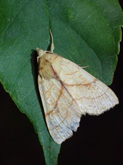 Tiliacea citrago - citromszínű sárgabagoly