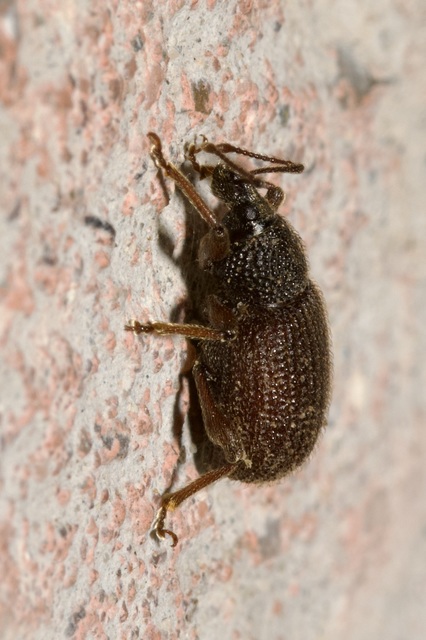 Otiorhynchus rugosostriatus - szamóca-gyalogormányos