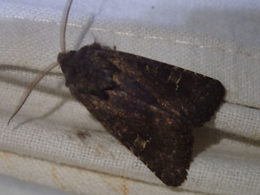 Aporophyla lutulenta - sziki őszibagoly
