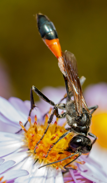Ammophila