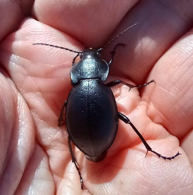 Carabus hungaricus - magyar futrinka