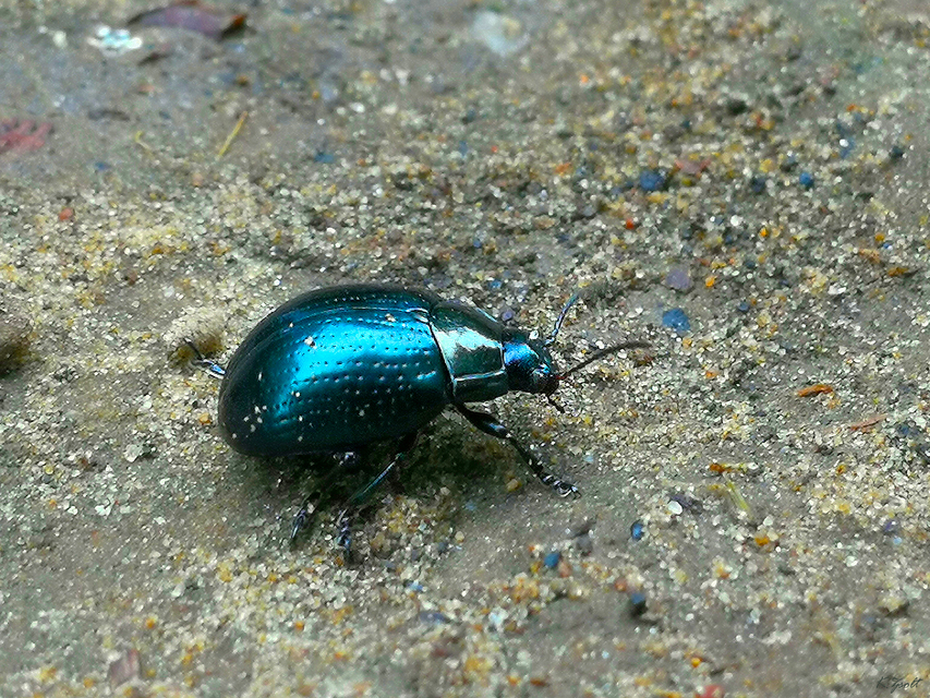 Chrysolina oricalcia - bronzos levélbogár