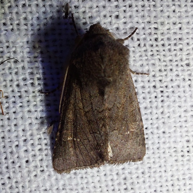 Aporophyla lutulenta - sziki őszibagoly