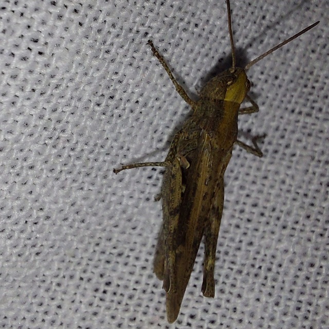 Chorthippus (Glyptobothrus) (subgenus)