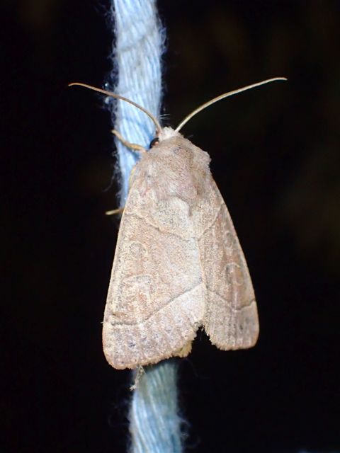 Mesogona acetosellae - madársóskabagoly
