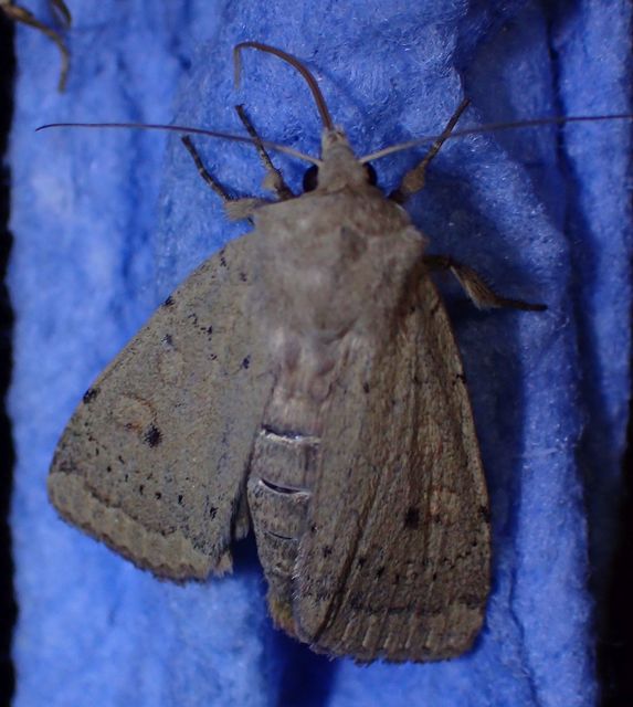 Xestia castanea michaeli - csarabos fűbagoly