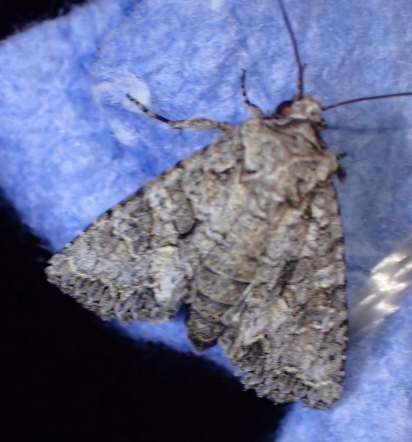 Dryobotodes monochroma - szürke tölgybagoly