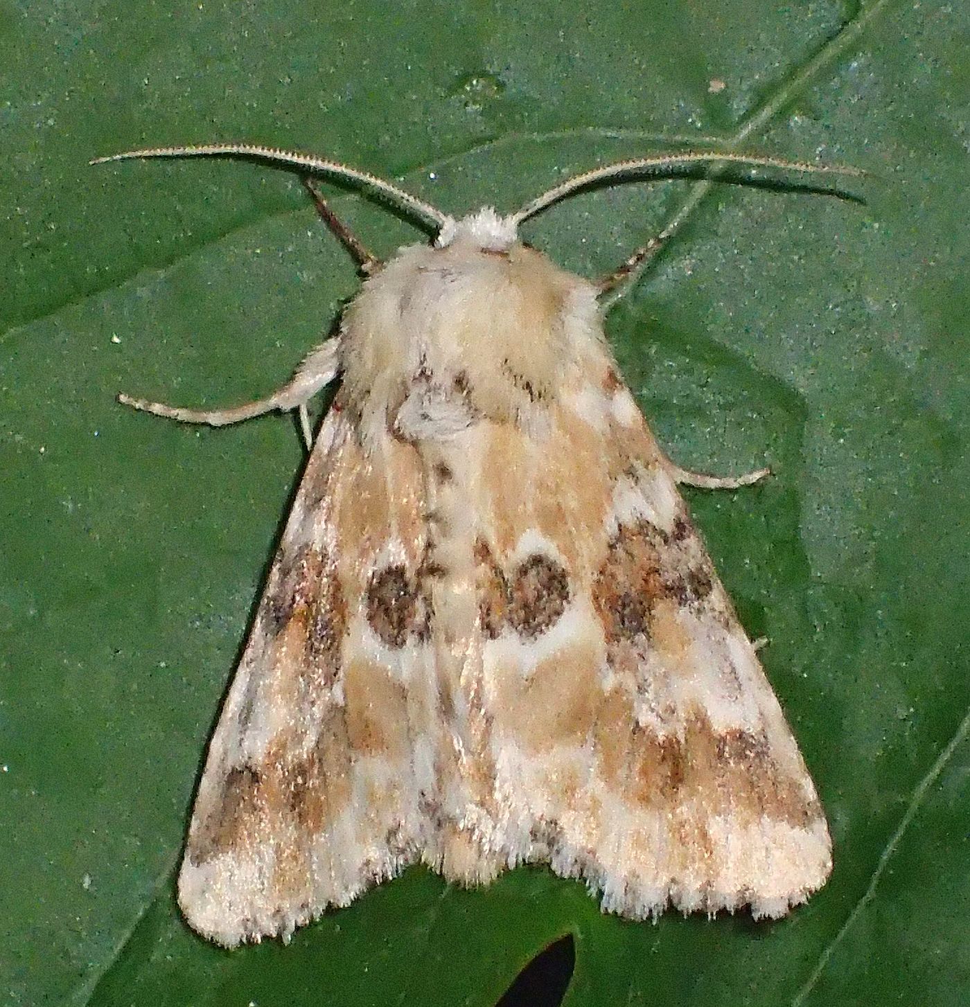 Eremobia ochroleuca - déli kockásbagoly
