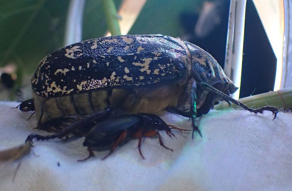 Polyphylla fullo - csapó cserebogár