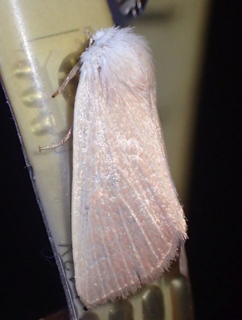 Arenostola phragmitidis - selymes nádibagoly