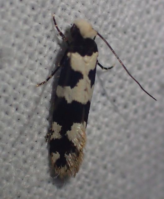 Neurothaumasia ankerella - magyarmoly
