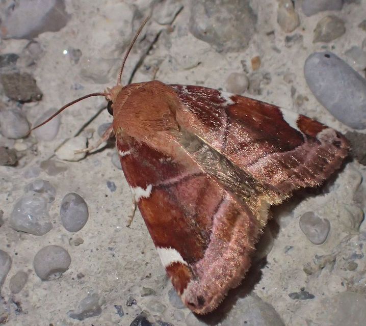 Cosmia diffinis - szilfa-lombbagoly