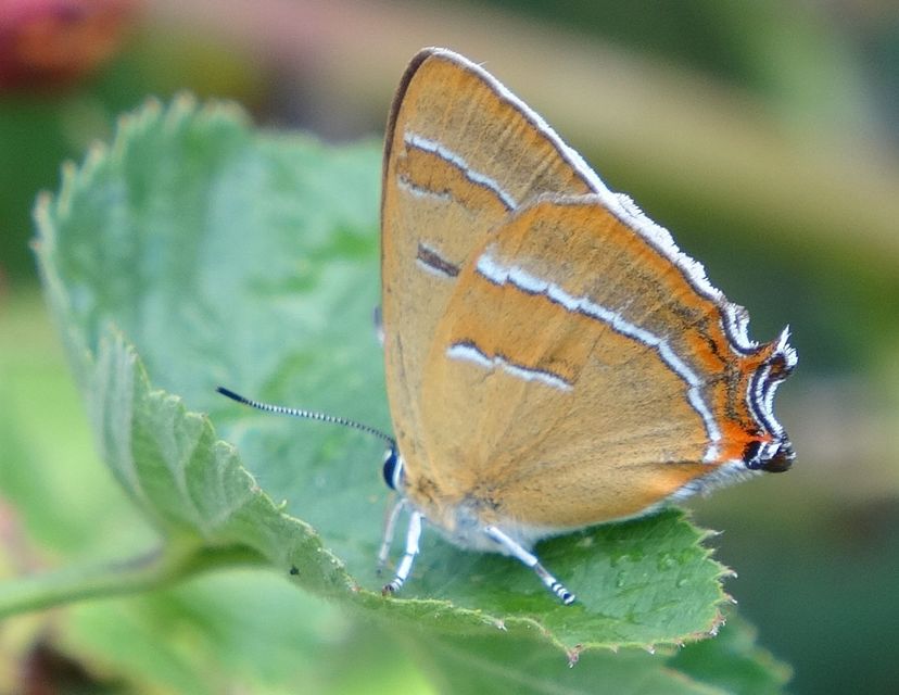 Thecla betulae - nyírfalepke
