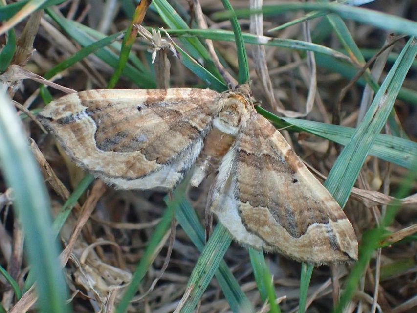 Pelurga comitata - nagy tarkaaraszoló