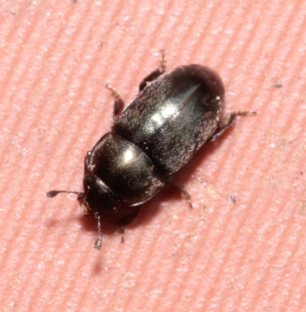 Meligethinae