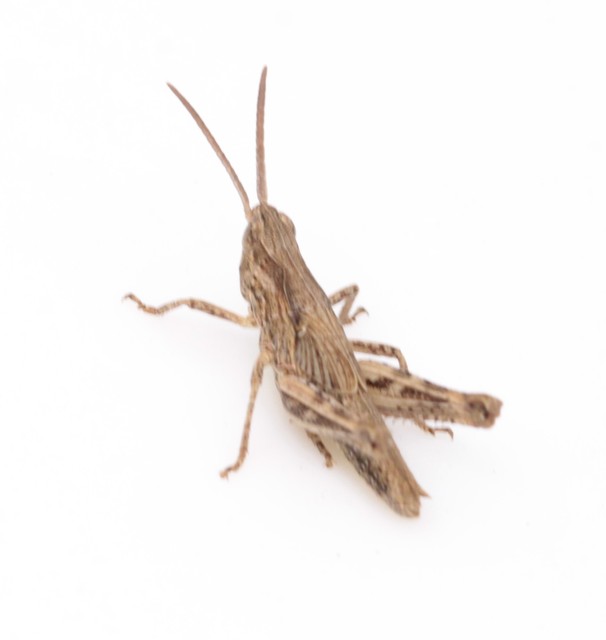 Chorthippus (Glyptobothrus) (subgenus)