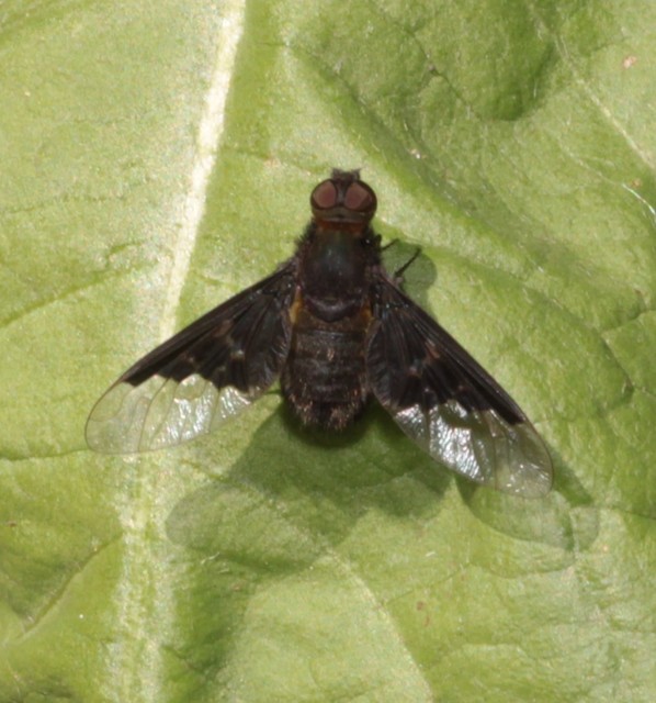 Hemipenthes morio - közönséges gyászlégy