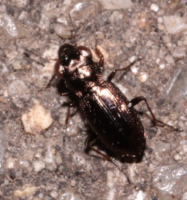 Notiophilus rufipes - vöröslábú szemesfutó