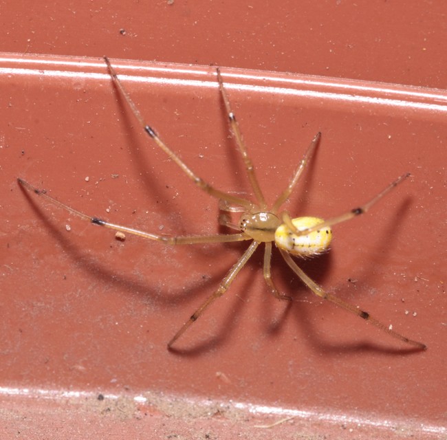 Enoplognatha ovata/latimana